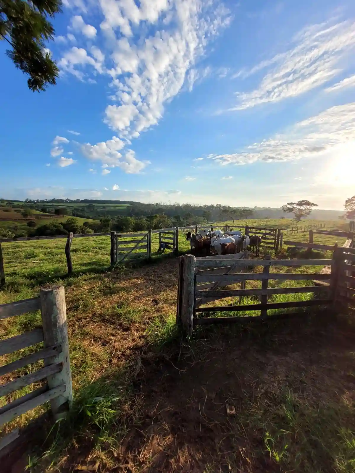 Fazenda / Sítio / Chácara  à venda, 330000m² — foto 7 de 11
