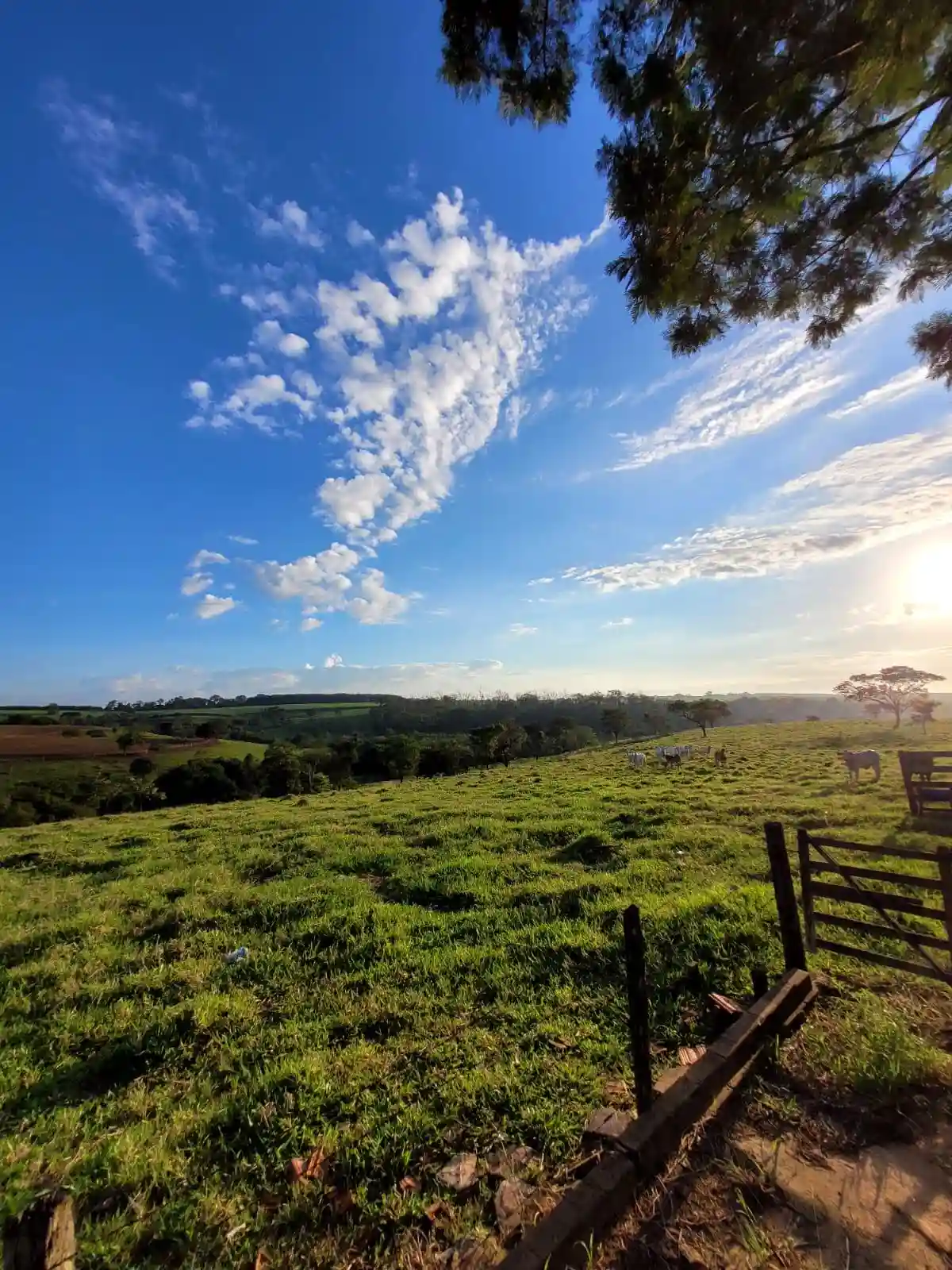 Fazenda / Sítio / Chácara  à venda, 330000m² — foto 8 de 11