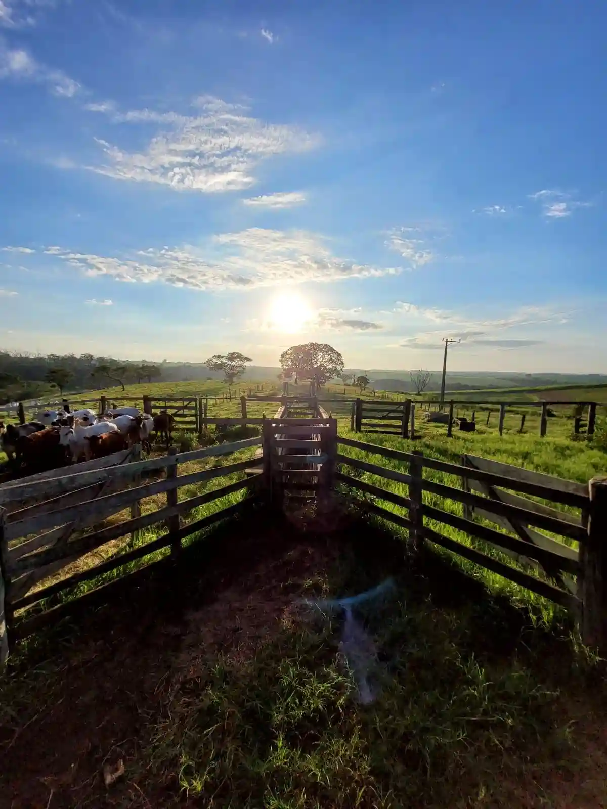 Fazenda / Sítio / Chácara  à venda, 330000m² — foto 6 de 11