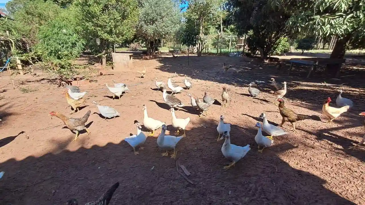 Fazenda / Sítio / Chácara com 3 quartos à venda, 7200m² — foto 38 de 38