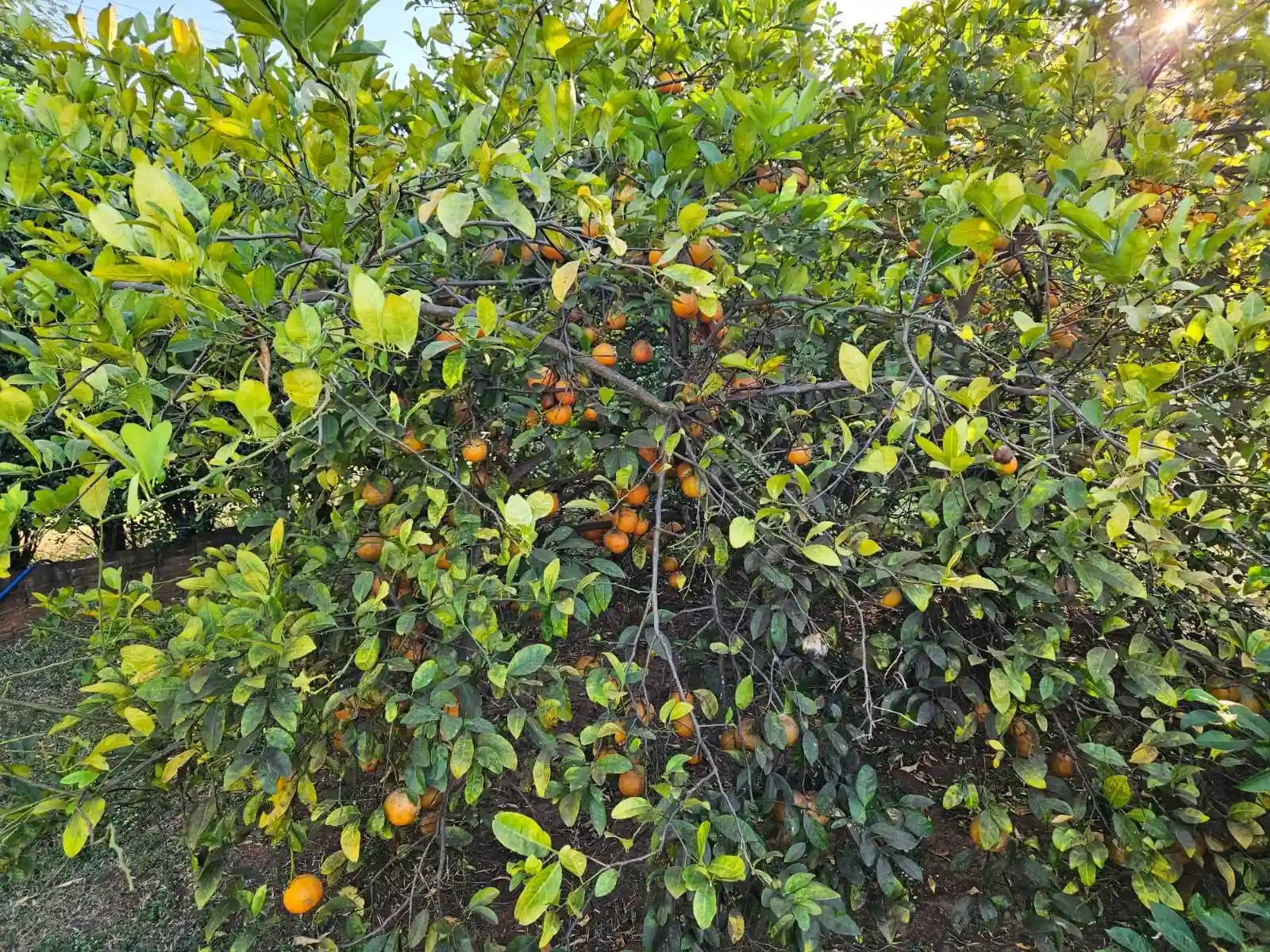 Fazenda / Sítio / Chácara com 4 quartos à venda, 2500m² — foto 28 de 50
