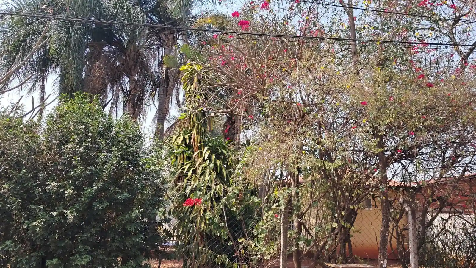 Fazenda / Sítio / Chácara com 3 quartos à venda, 1100m² — foto 4 de 21