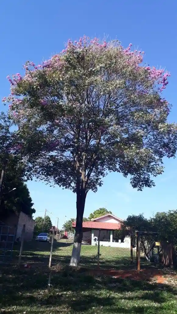 Fazenda / Sítio / Chácara  à venda, 1000m² — foto 15 de 33