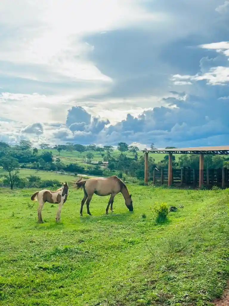 Fazenda / Sítio / Chácara  à venda, 411400m² — foto 9 de 9