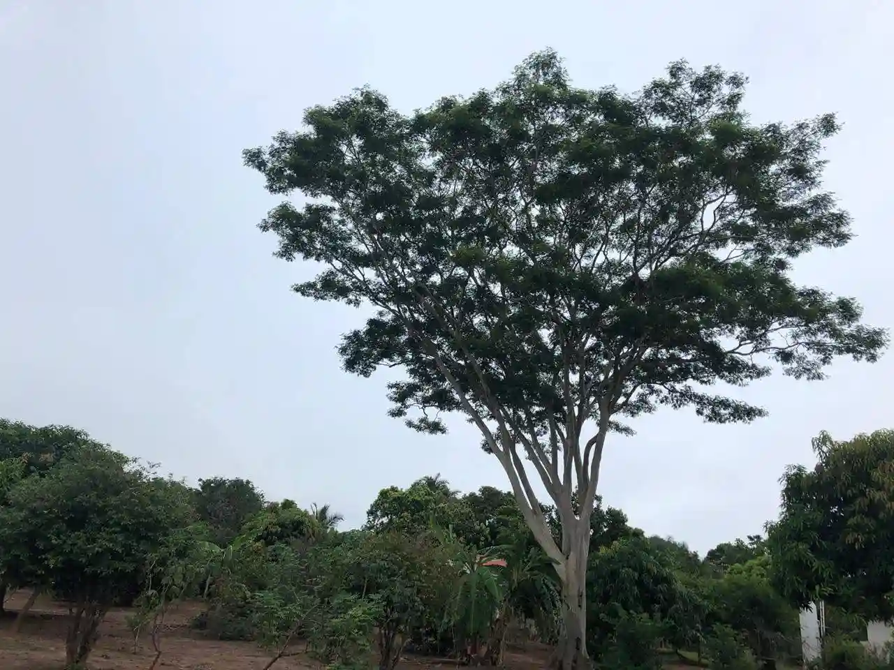 Fazenda / Sítio / Chácara com 1 quarto à venda, 5000m² — foto 9 de 15