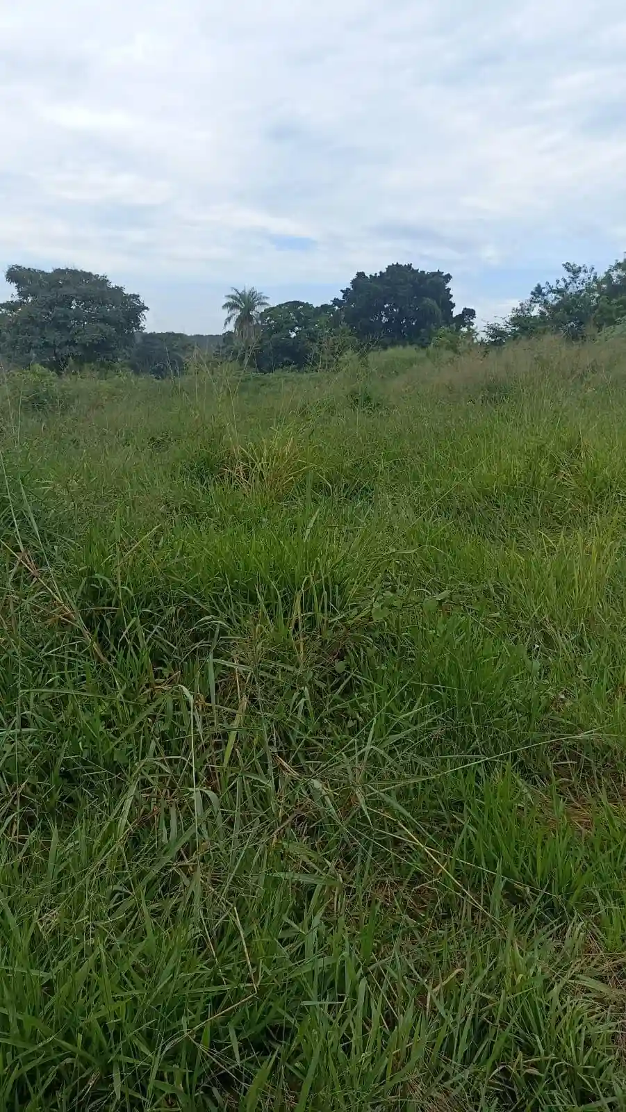 Fazenda / Sítio / Chácara  à venda, 2500m² — foto 2 de 7