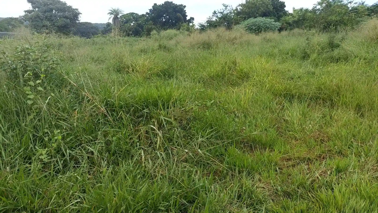 Fazenda / Sítio / Chácara  à venda, 2500m² — foto 4 de 7