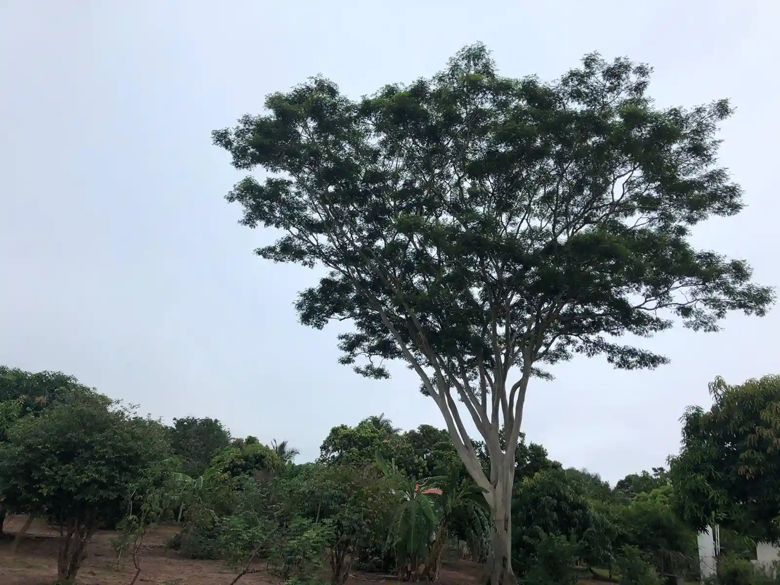 Fazenda / Sítio / Chácara com 1 quarto à venda, 5000m² — foto 16 de 17