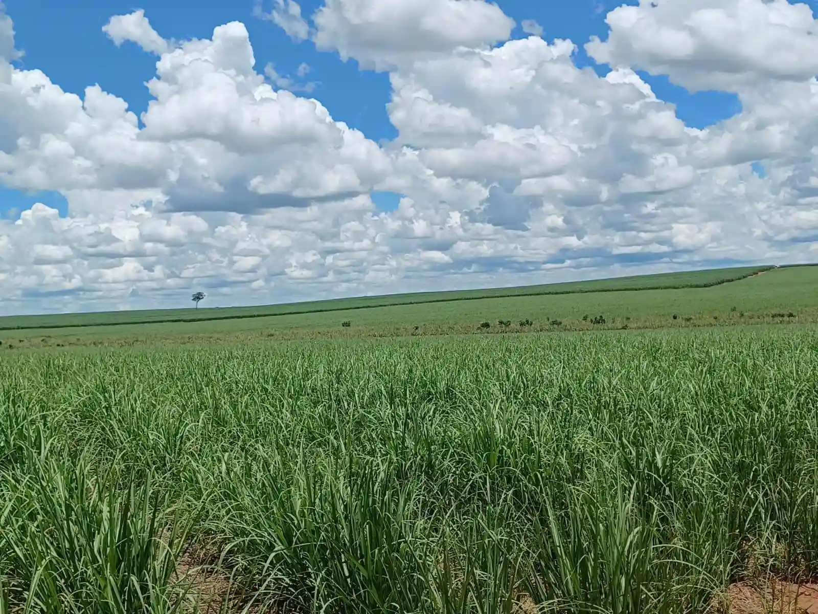Fazenda / Sítio / Chácara  à venda, 50m² — foto 1 de 4