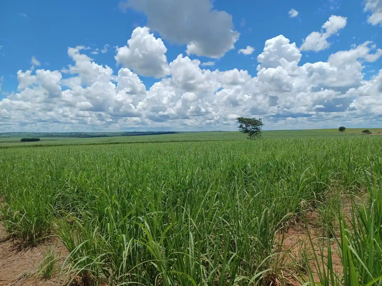 Fazenda / Sítio / Chácara  à venda, 50m² — foto 2 de 4