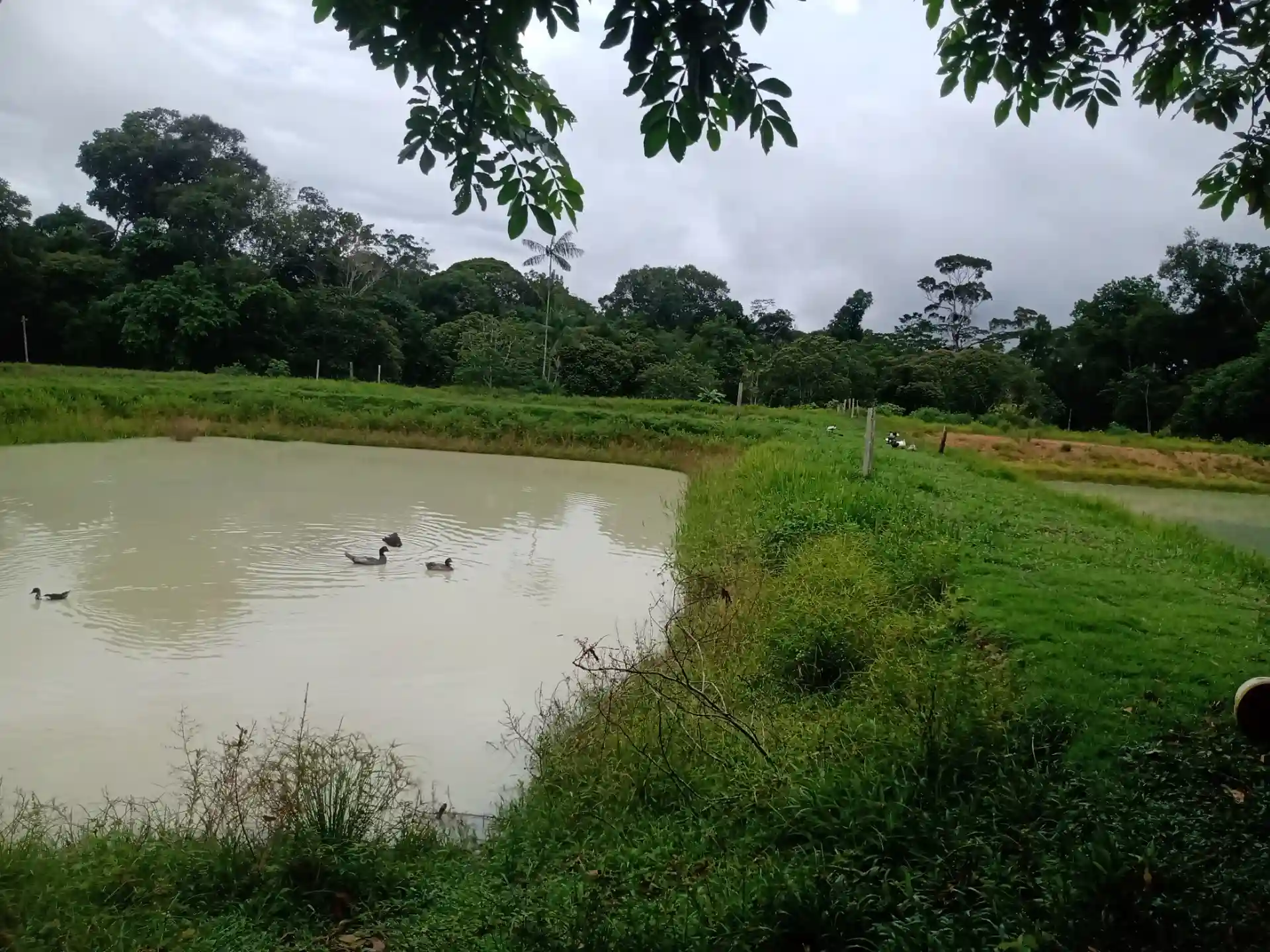 Fazenda / Sítio / Chácara com 3 quartos à venda, 1000m² — foto 9 de 10