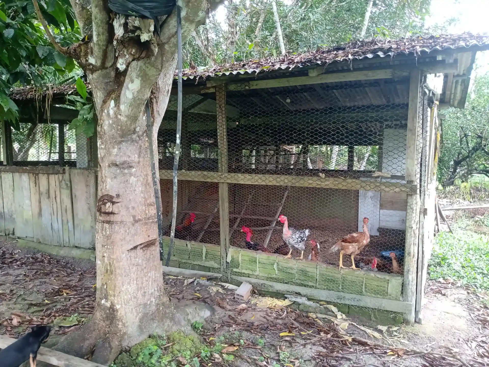 Fazenda / Sítio / Chácara com 3 quartos à venda, 1000m² — foto 6 de 10