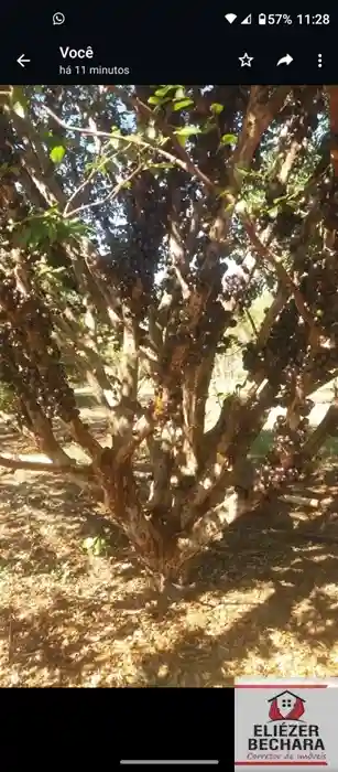 Fazenda / Sítio / Chácara com 2 quartos à venda, 1971m² — foto 5 de 17