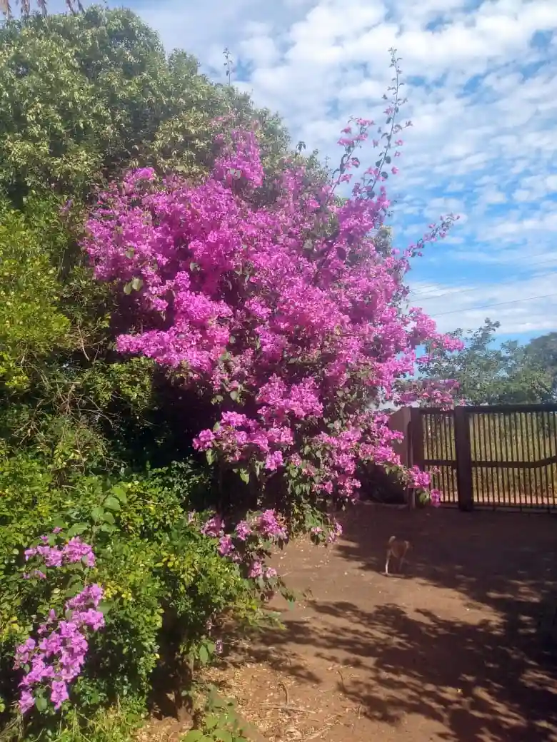 Fazenda / Sítio / Chácara com 3 quartos à venda, 4000m² — foto 3 de 27