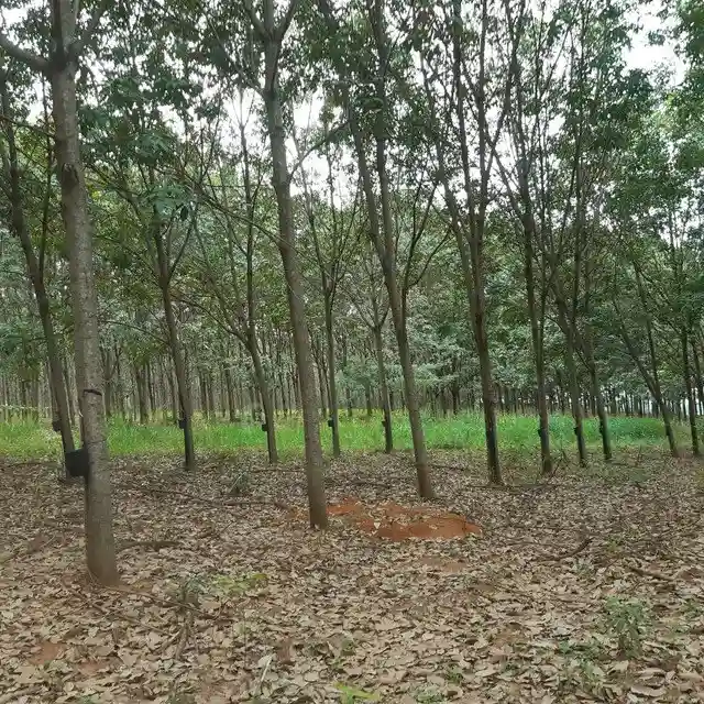 Fazenda / Sítio / Chácara  à venda, 264m² — foto 14 de 20