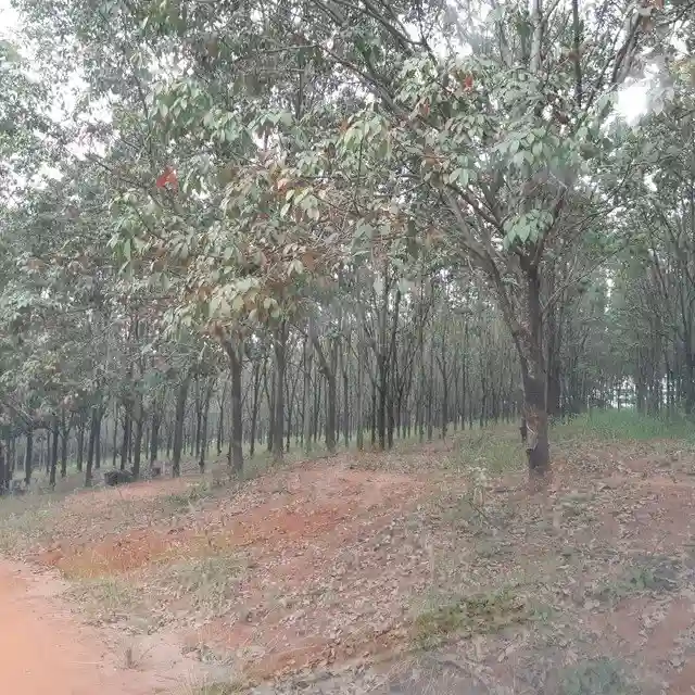 Fazenda / Sítio / Chácara  à venda, 264m² — foto 1 de 20
