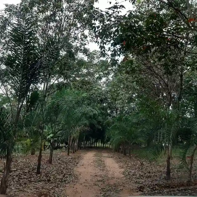 Fazenda / Sítio / Chácara  à venda, 264m² — foto 12 de 20