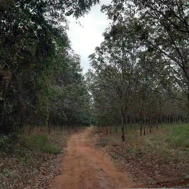 Fazenda / Sítio / Chácara  à venda, 264m² — foto 11 de 20