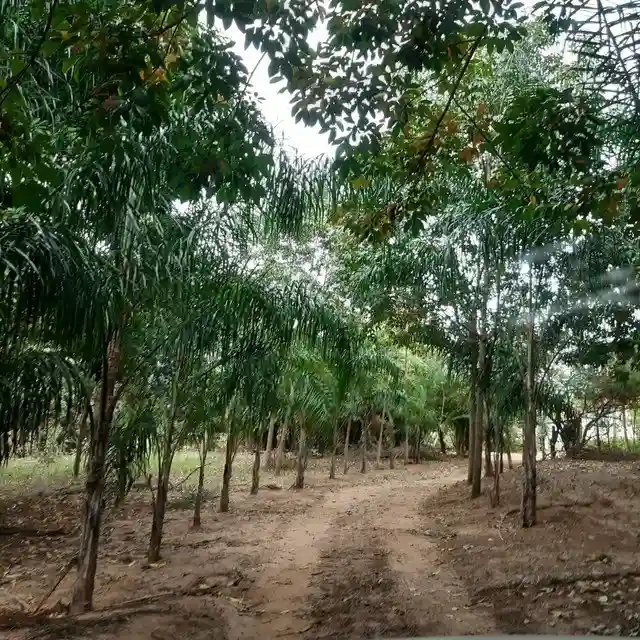 Fazenda / Sítio / Chácara  à venda, 264m² — foto 9 de 20