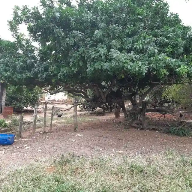 Fazenda / Sítio / Chácara  à venda, 264m² — foto 8 de 20