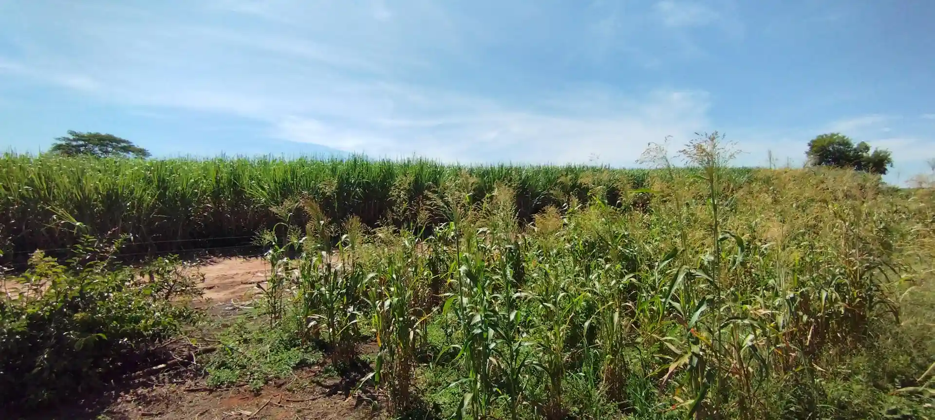Fazenda / Sítio / Chácara  à venda, 133100m² — foto 38 de 48