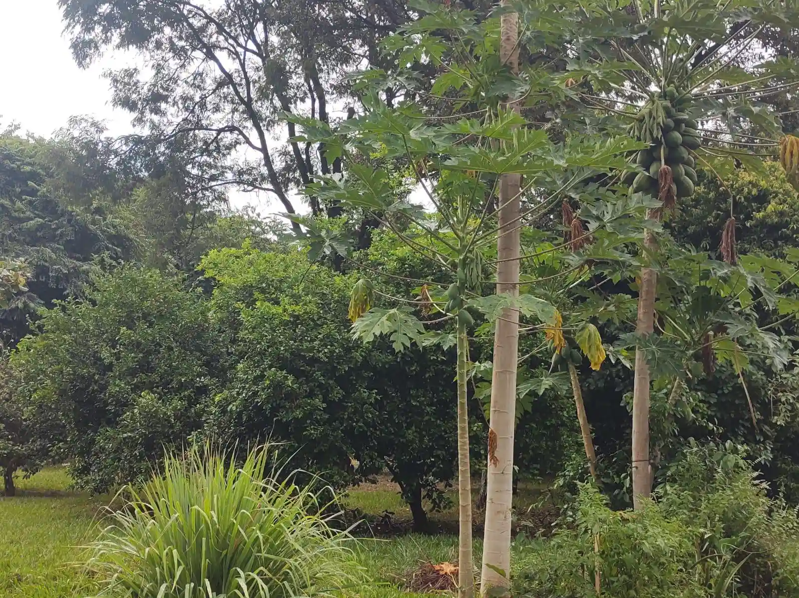 Fazenda / Sítio / Chácara  à venda, 5390m² — foto 13 de 27
