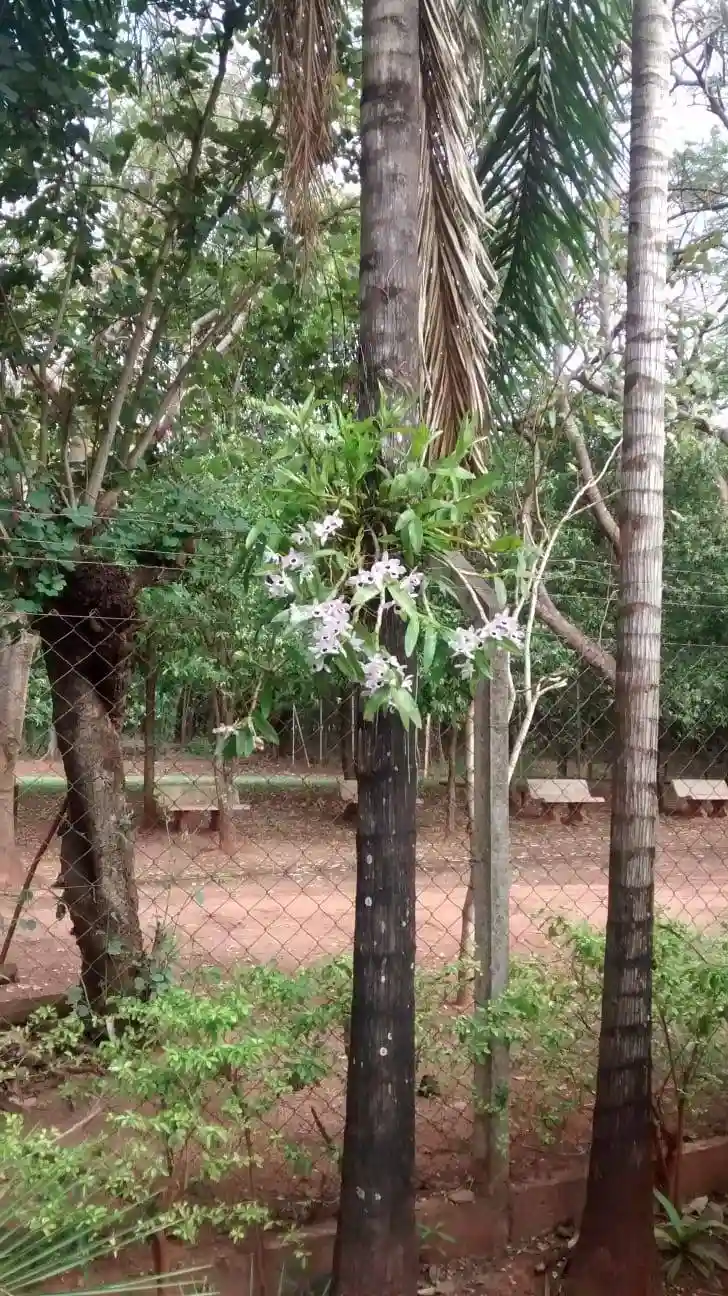 Fazenda / Sítio / Chácara com 3 quartos à venda, 363000m² — foto 8 de 9