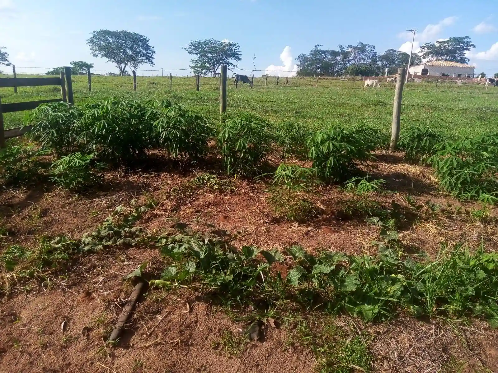 Fazenda / Sítio / Chácara com 2 quartos à venda, 48400m² — foto 8 de 17