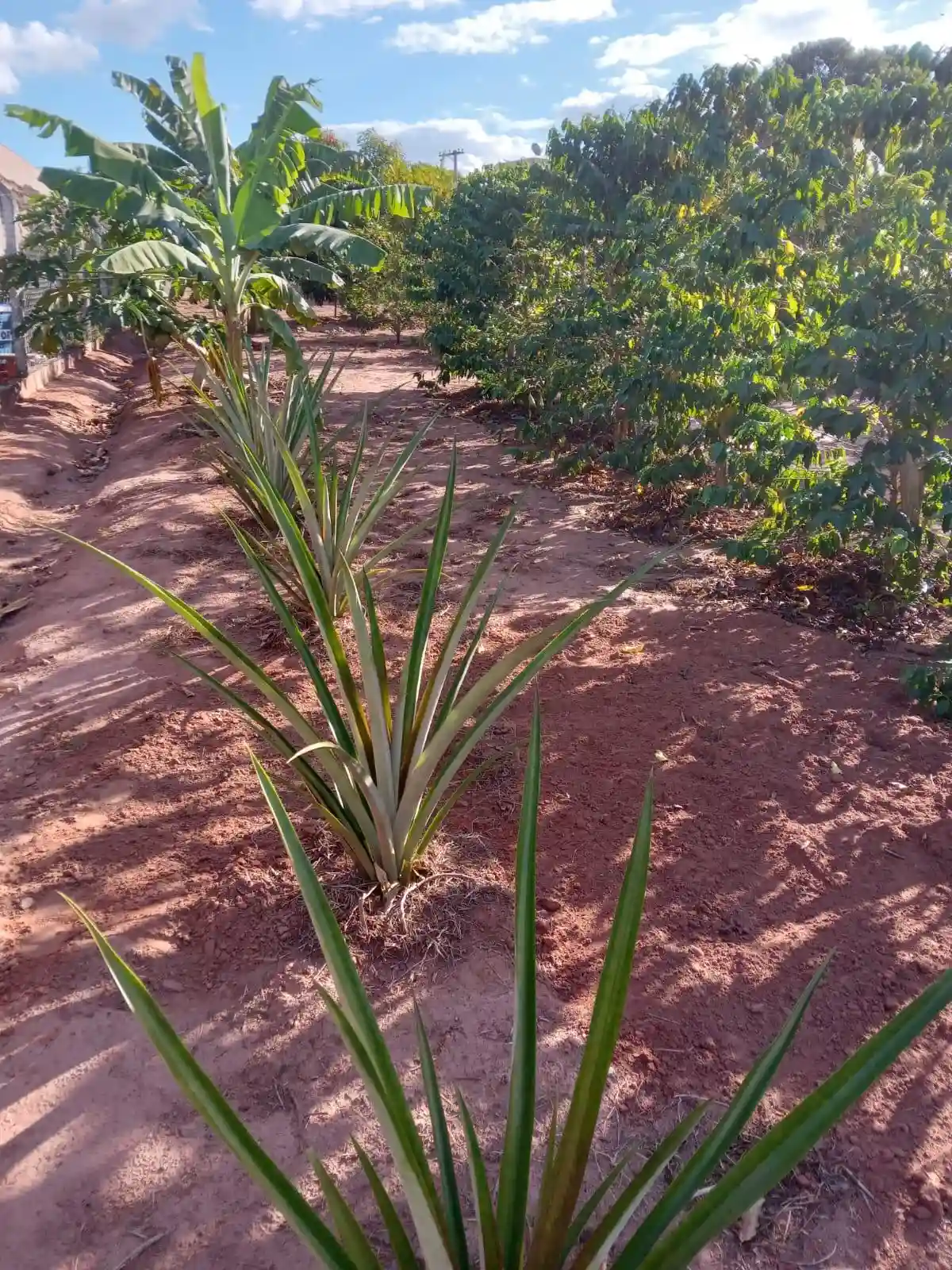 Fazenda / Sítio / Chácara com 3 quartos à venda, 3318m² — foto 2 de 7