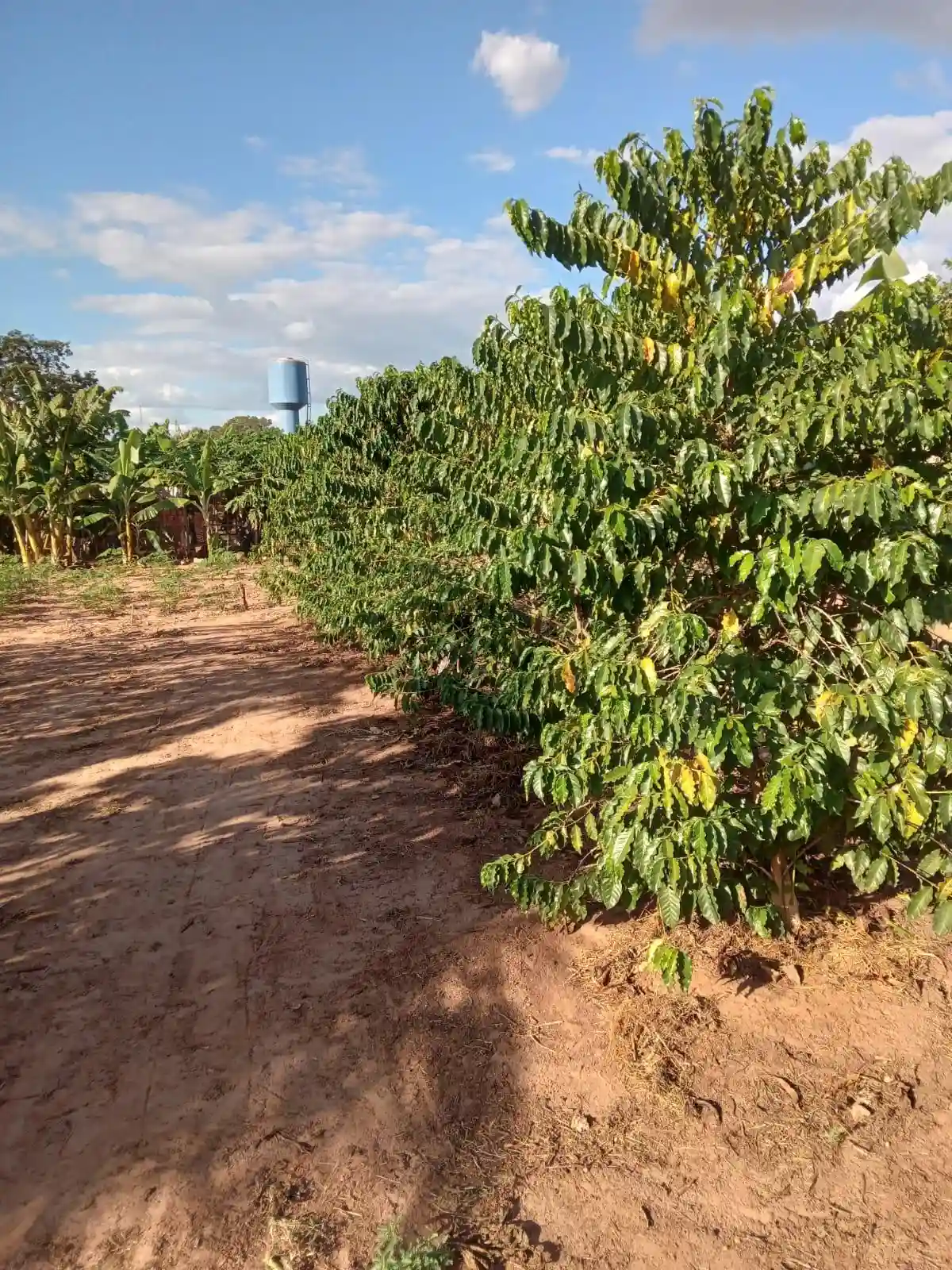 Fazenda / Sítio / Chácara com 3 quartos à venda, 3318m² — foto 7 de 7