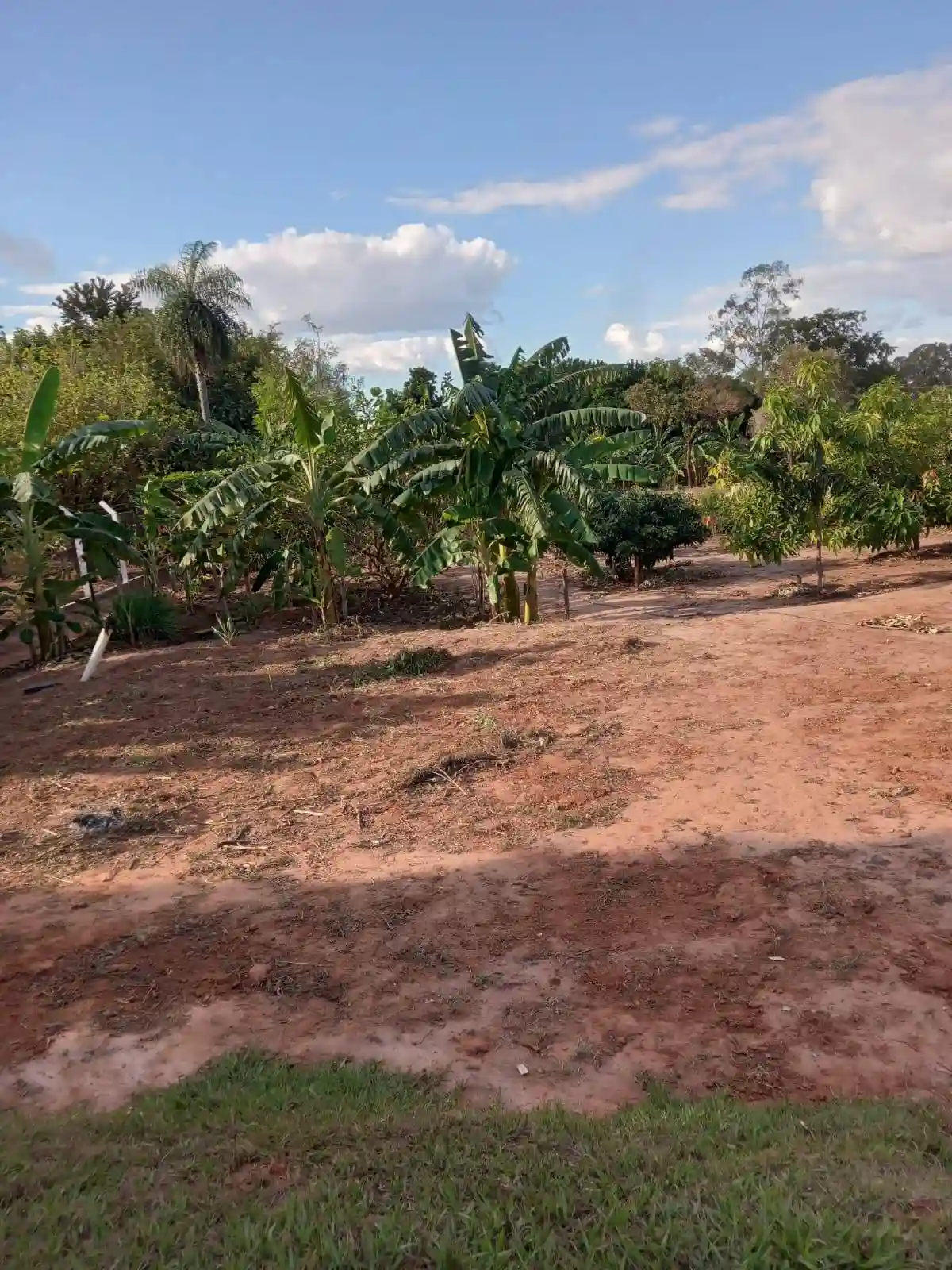 Fazenda / Sítio / Chácara com 3 quartos à venda, 3318m² — foto 5 de 7