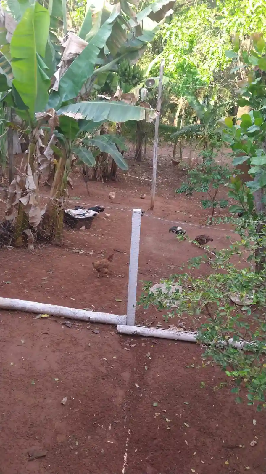 Fazenda / Sítio / Chácara com 2 quartos à venda, 1000m² — foto 7 de 14