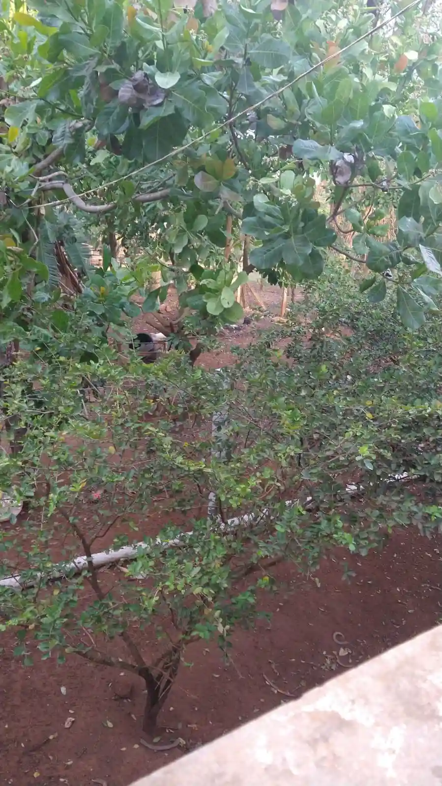 Fazenda / Sítio / Chácara com 2 quartos à venda, 1000m² — foto 8 de 14