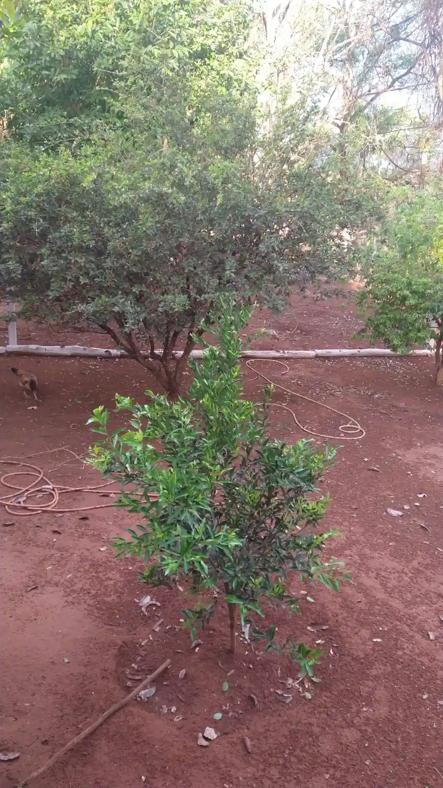 Fazenda / Sítio / Chácara com 2 quartos à venda, 1000m² — foto 6 de 14