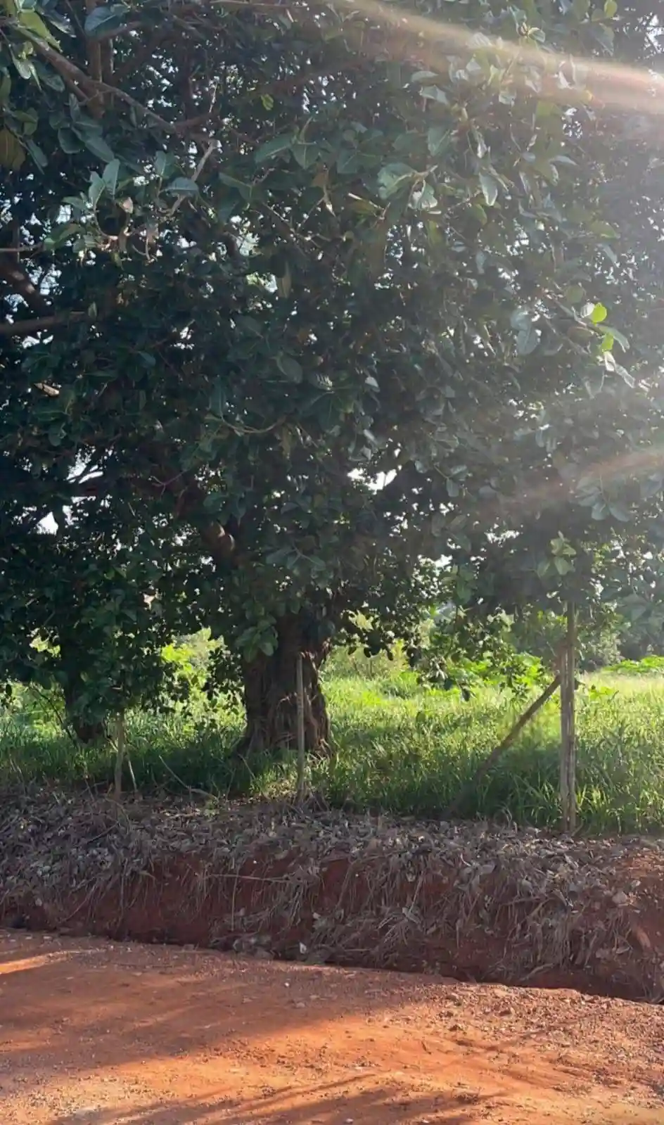 Fazenda / Sítio / Chácara  à venda, 1000m² — foto 1 de 10