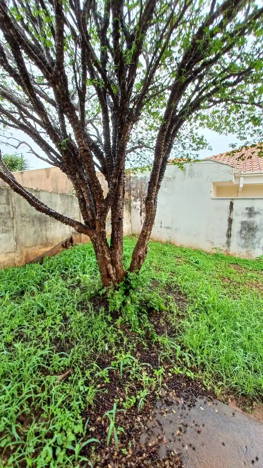 Casa com 2 quartos à venda, 256m² — foto 3 de 12