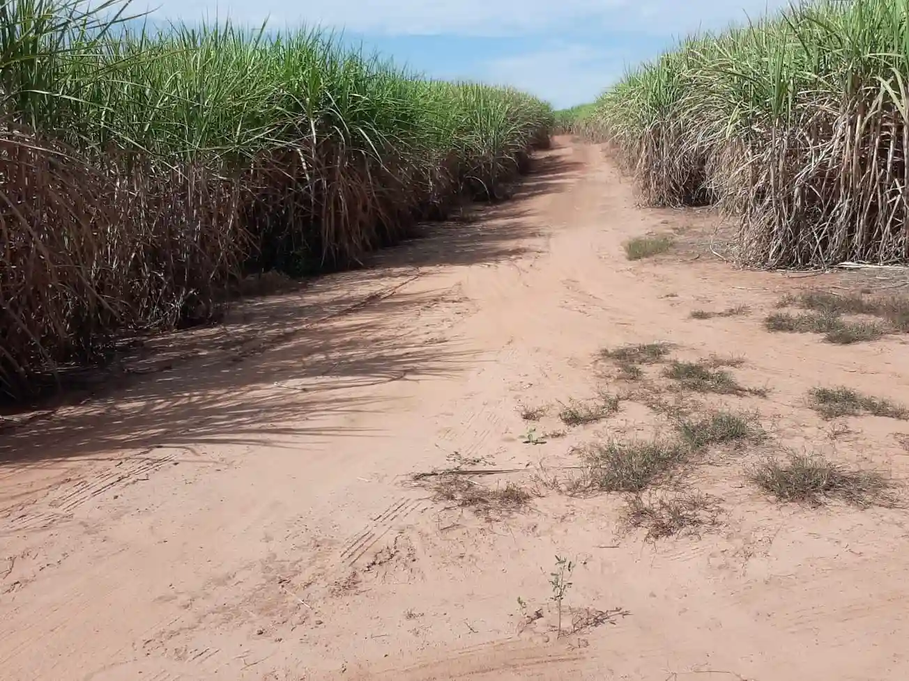 Fazenda / Sítio / Chácara à venda — foto 3 de 7