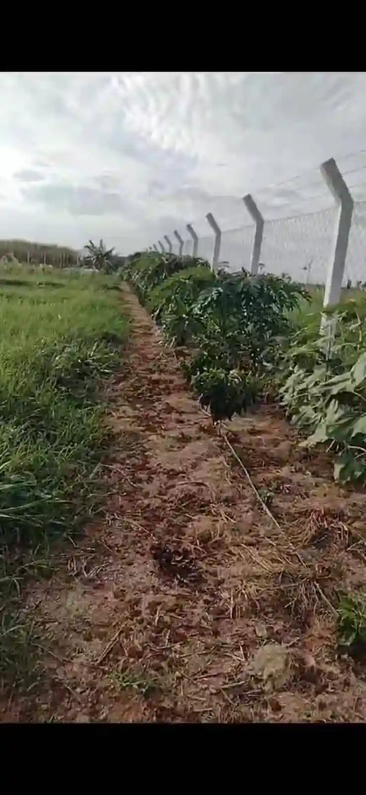 Fazenda / Sítio / Chácara  à venda, 3000m² — foto 3 de 11