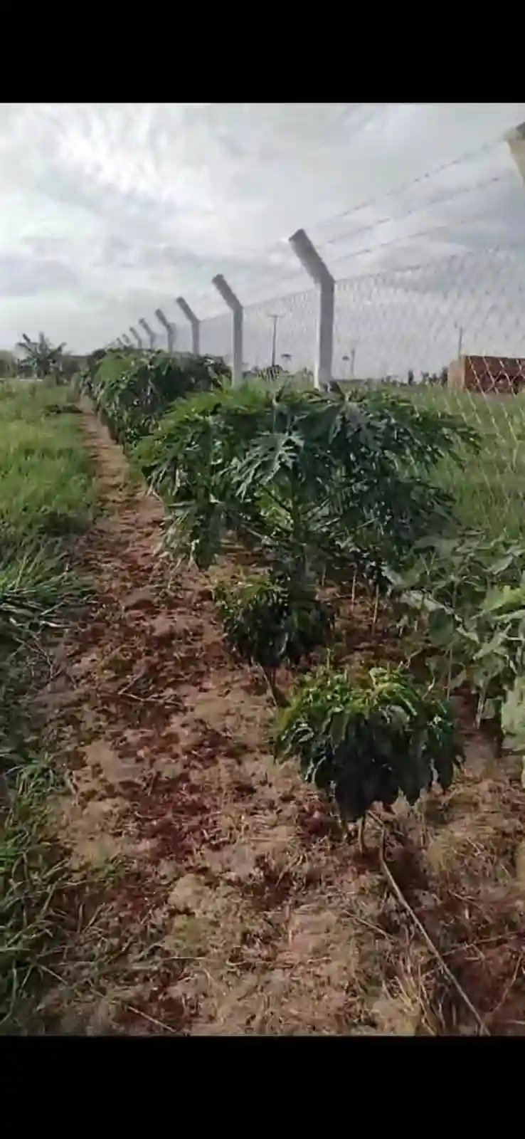 Fazenda / Sítio / Chácara  à venda, 3000m² — foto 8 de 11