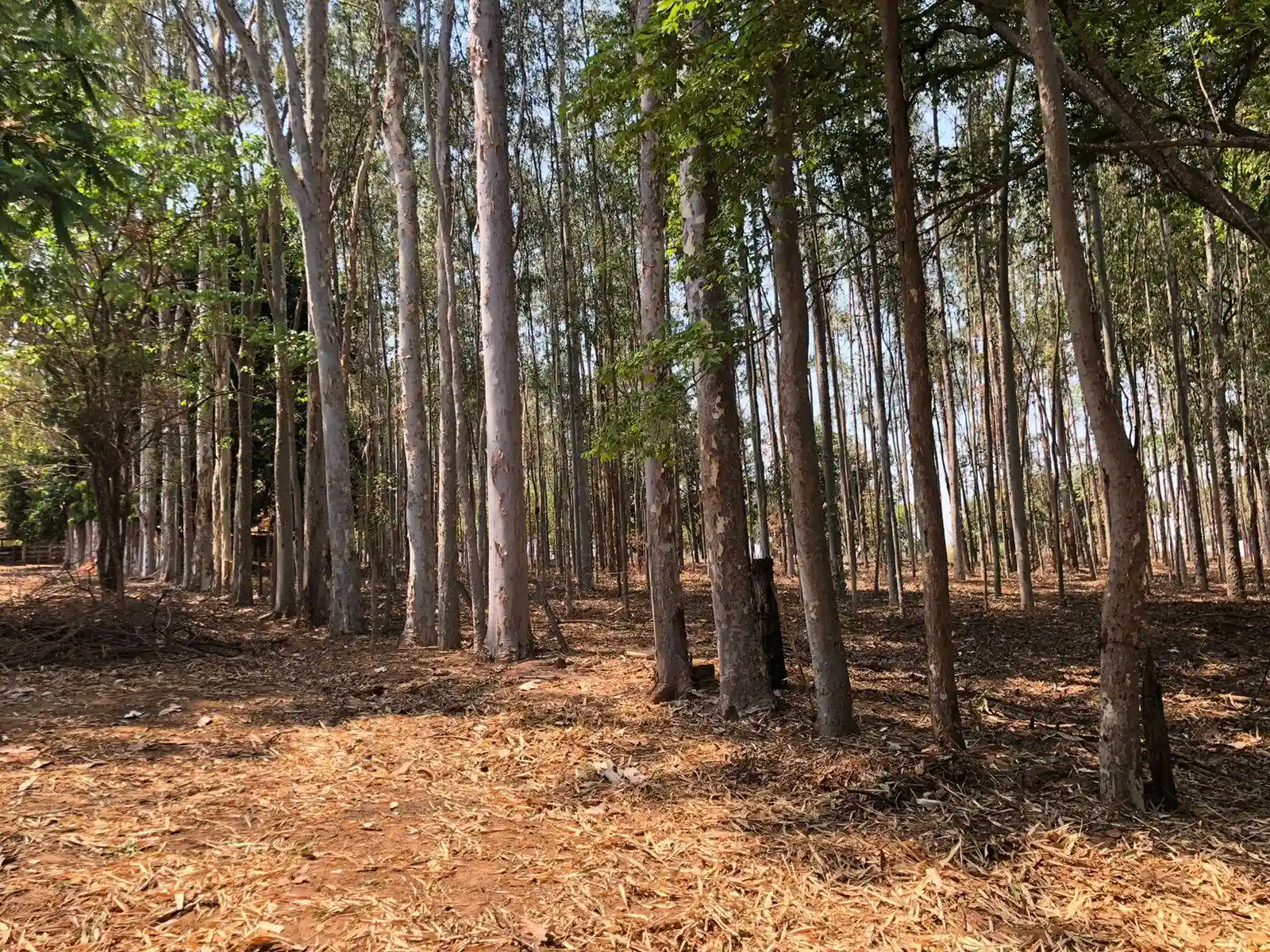 Fazenda / Sítio / Chácara  à venda, 48m² — foto 16 de 22