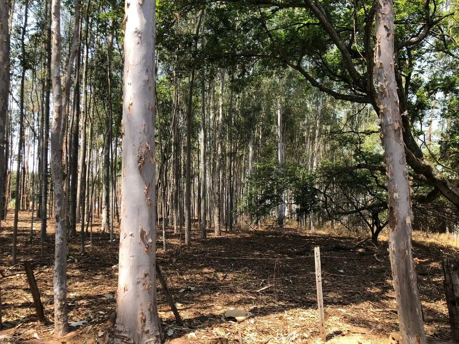 Fazenda / Sítio / Chácara  à venda, 48m² — foto 19 de 22