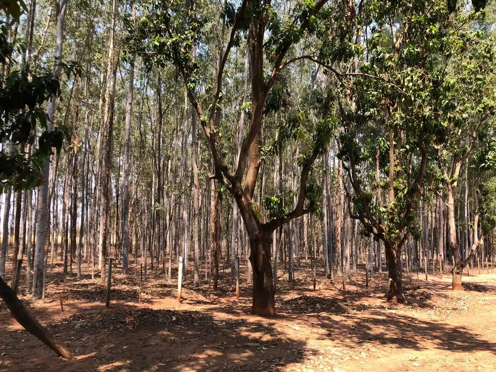 Fazenda / Sítio / Chácara  à venda, 48m² — foto 5 de 22
