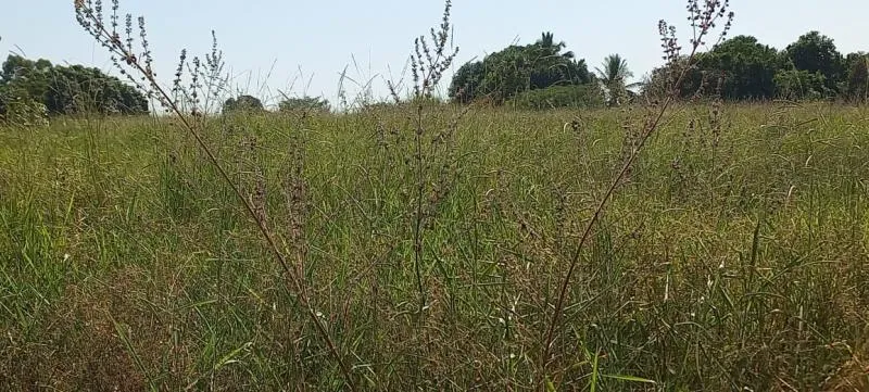 Fazenda / Sítio / Chácara à venda — foto 1 de 1