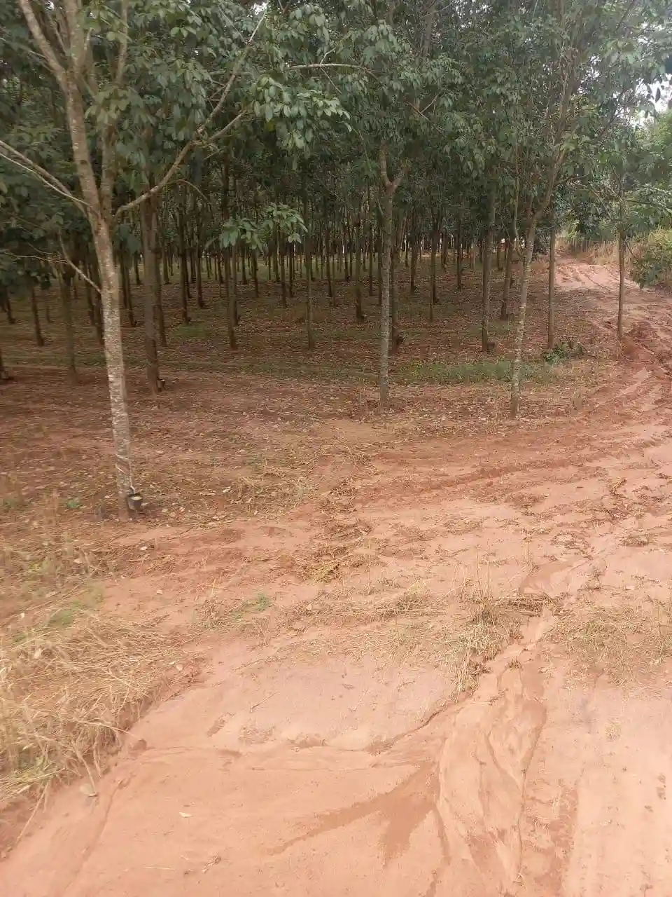 Fazenda / Sítio / Chácara  à venda, 72m² — foto 5 de 17