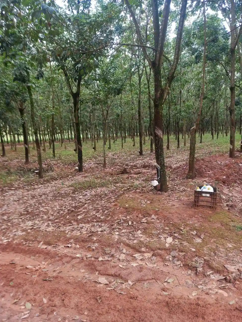 Fazenda / Sítio / Chácara  à venda, 72m² — foto 4 de 17