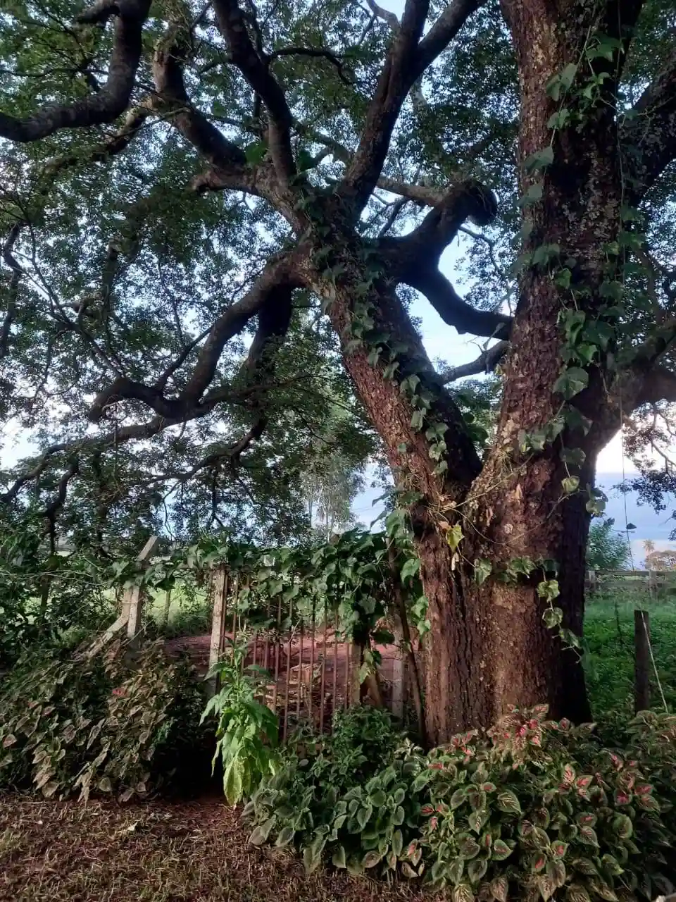 Fazenda / Sítio / Chácara  à venda, 72m² — foto 16 de 17