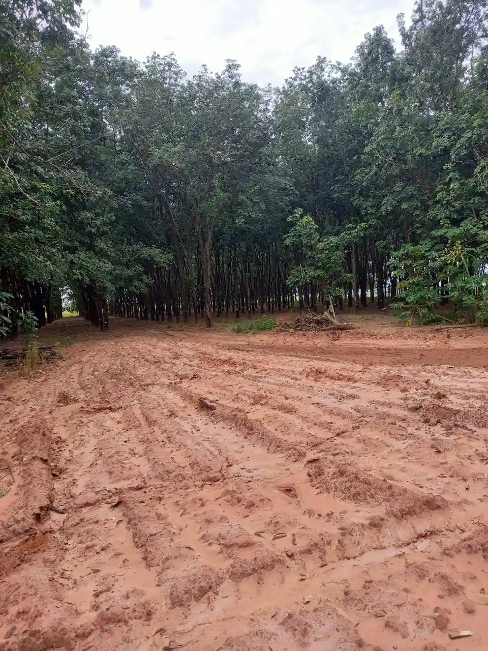 Fazenda / Sítio / Chácara  à venda, 72m² — foto 3 de 17