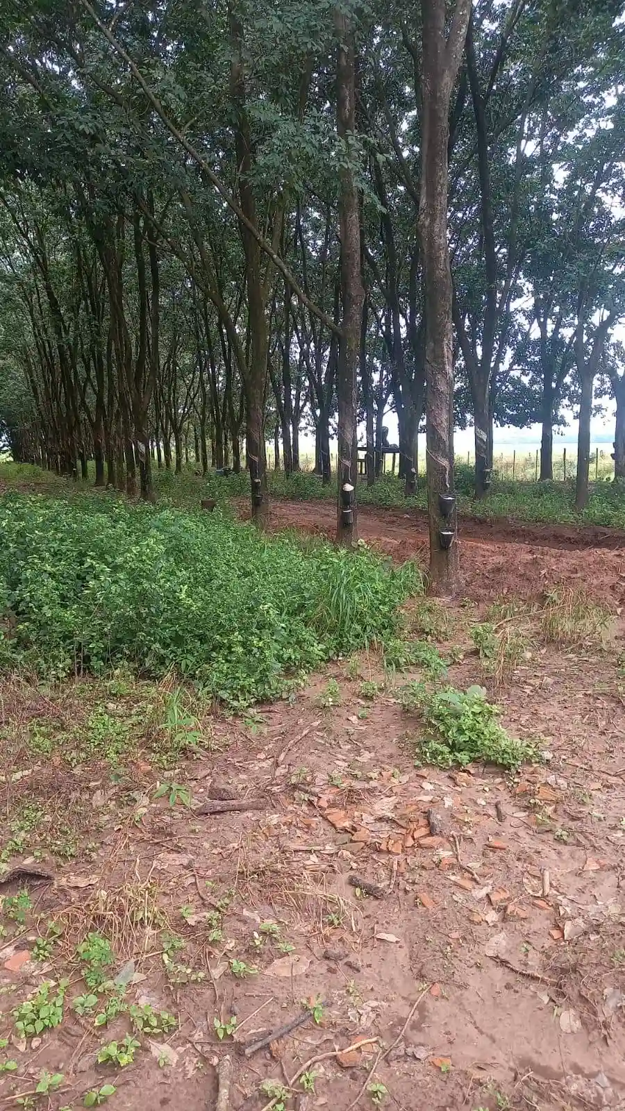Fazenda / Sítio / Chácara  à venda, 72m² — foto 9 de 17