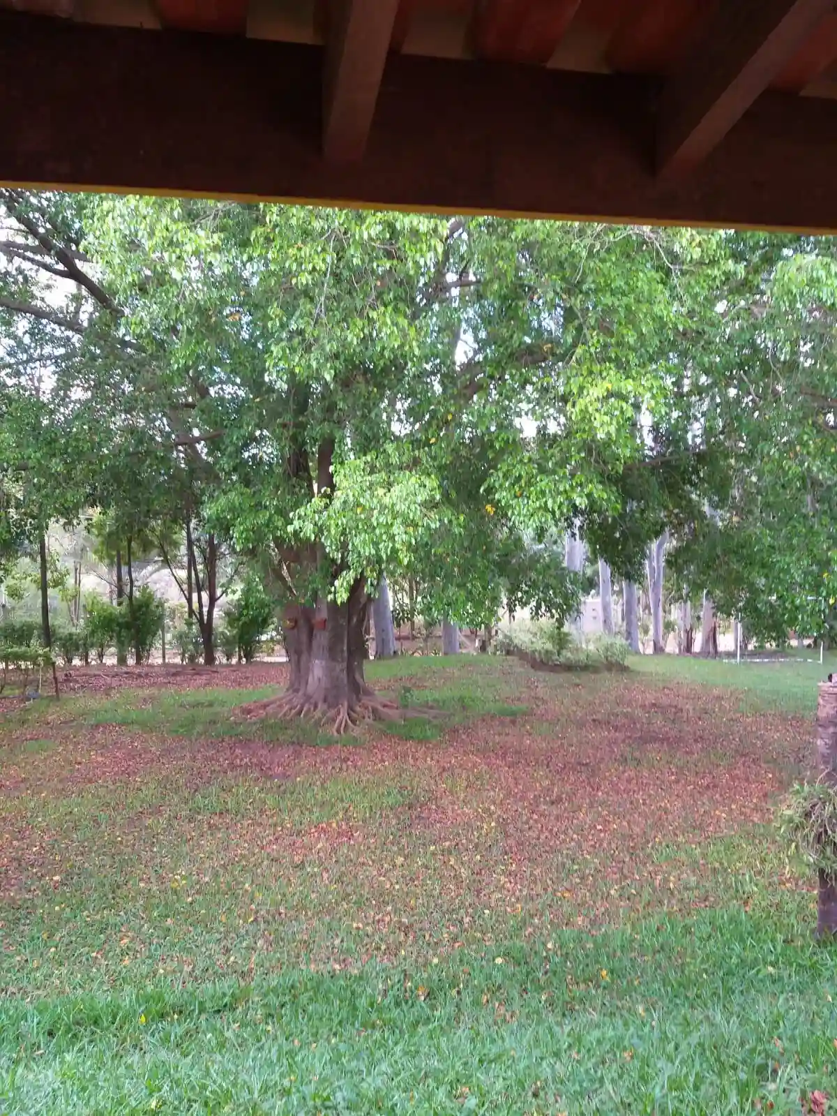 Fazenda / Sítio / Chácara com 2 quartos à venda, 6250m² — foto 4 de 8
