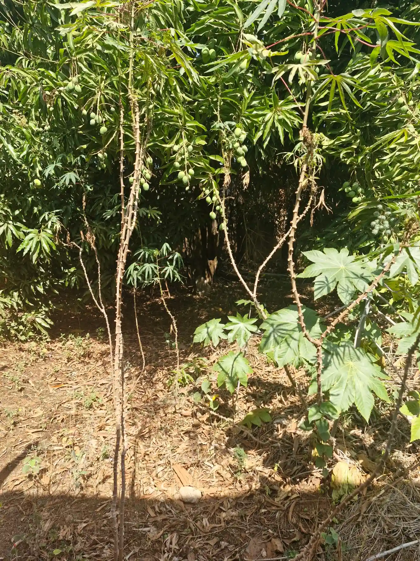 Terreno / Lote / Condomínio  à venda, 350m² — foto 3 de 5